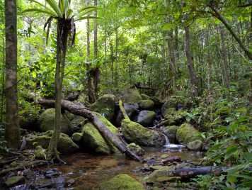 Enlarged view: lowerrainforest